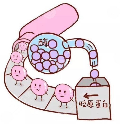 胶原蛋白的功与作用有哪些?竟然有这些意想不到的果!爱美女性必看!