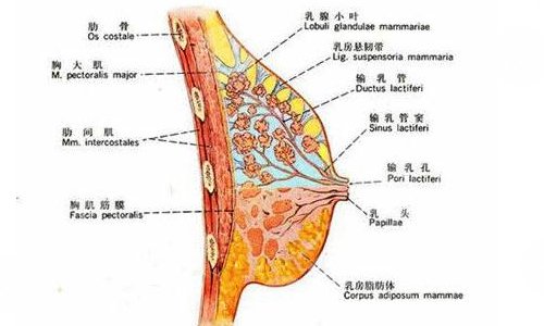麦格假体丰胸的价格是多少?