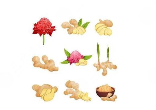 生姜缓解脱发怎么用?缓解原理