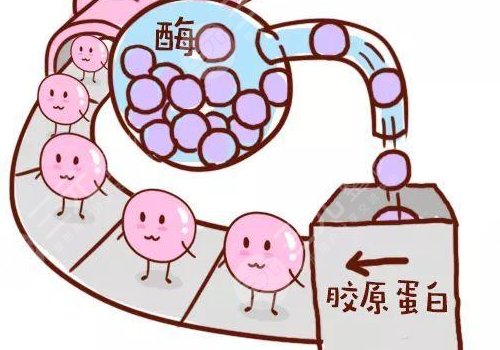 薇旖美三型胶原蛋白价格是多少？