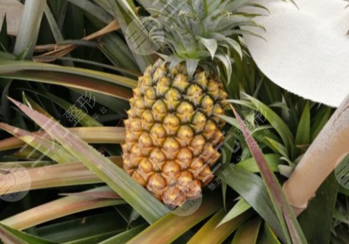 美容养颜的食物有哪些？