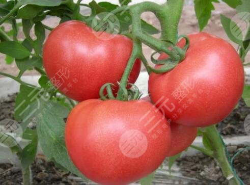 西红柿