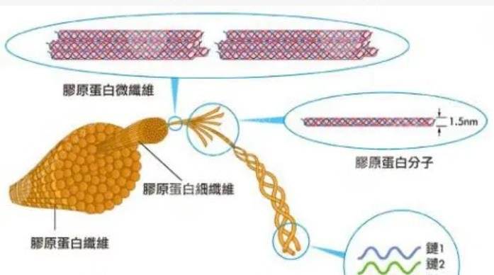 madm胶原蛋白支架