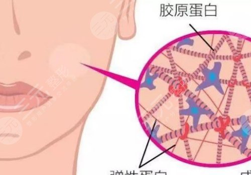 双美胶原蛋白有几种型号？