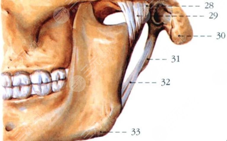 下颌骨缺损修复