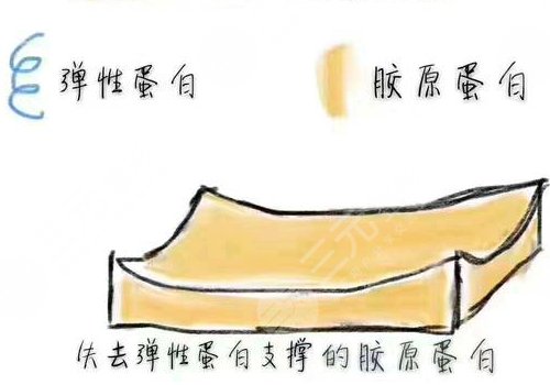 双美胶原蛋白的作用与功效有哪些？