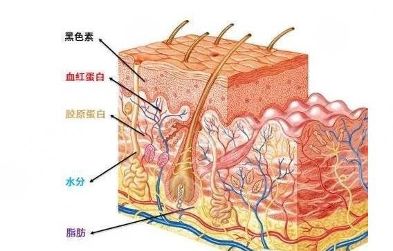 龙岗中心医院整形外科擅长科普知识