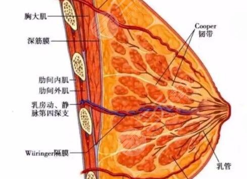 乳房悬吊术
