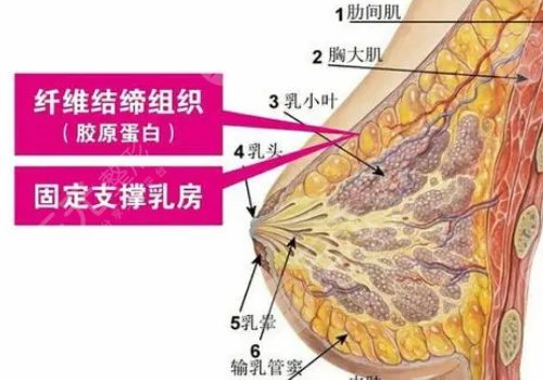徐伯扬医生隆胸多少钱