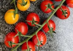 小番茄可以减肥吗？番茄减肥食谱更新